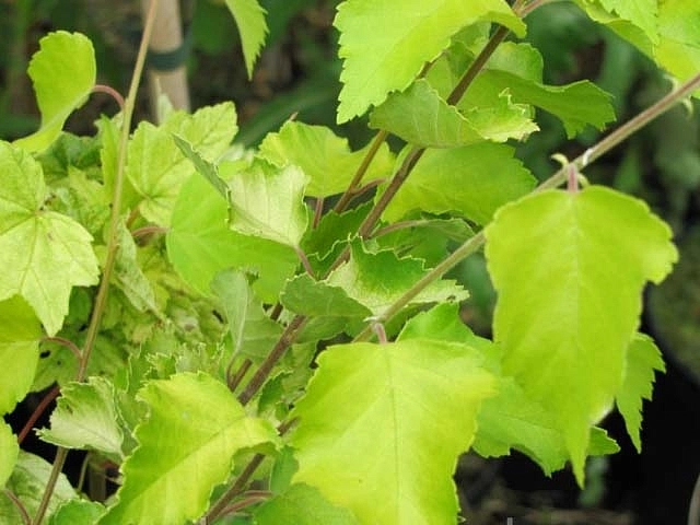 Береза повислая 'Шневердингер Голдбирк'